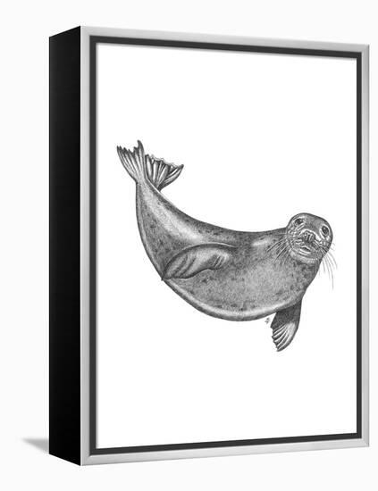 Under The Sea - Seal-Lucy Francis-Framed Stretched Canvas