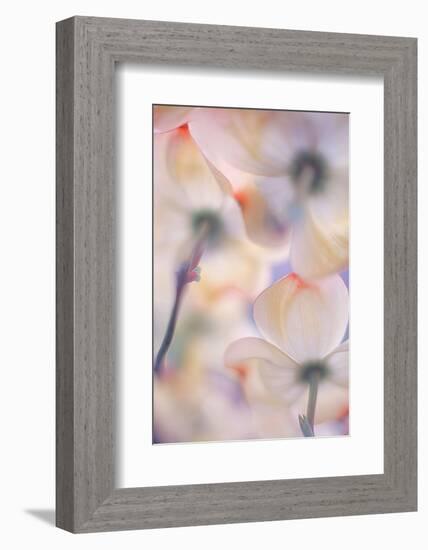 Under the skirts of flowers-Francois Casanova-Framed Photographic Print