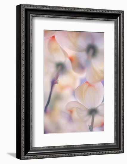 Under the skirts of flowers-Francois Casanova-Framed Photographic Print