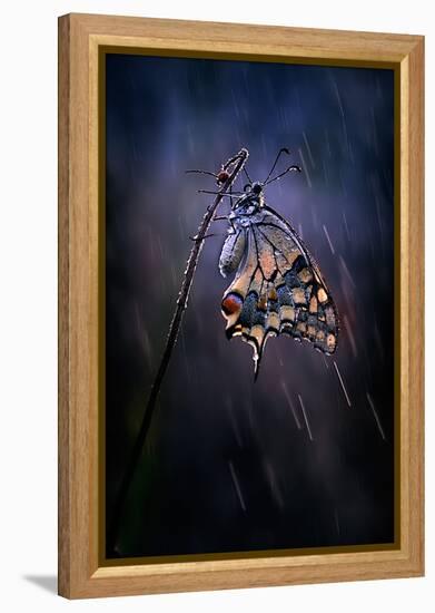 Under the Summer Rain-Antonio Grambone-Framed Premier Image Canvas