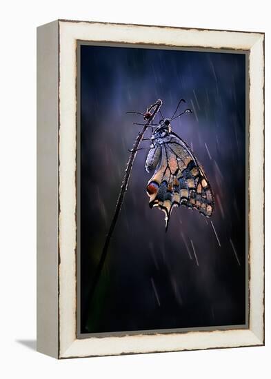 Under the Summer Rain-Antonio Grambone-Framed Premier Image Canvas