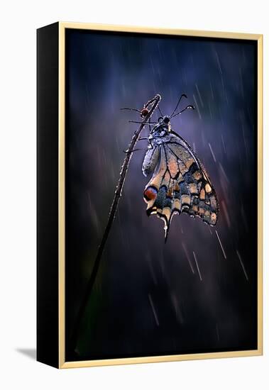 Under the Summer Rain-Antonio Grambone-Framed Premier Image Canvas