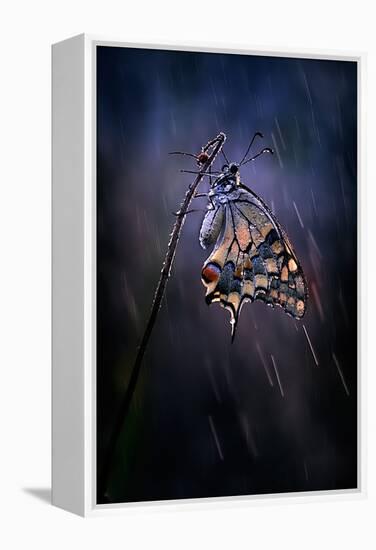 Under the Summer Rain-Antonio Grambone-Framed Premier Image Canvas