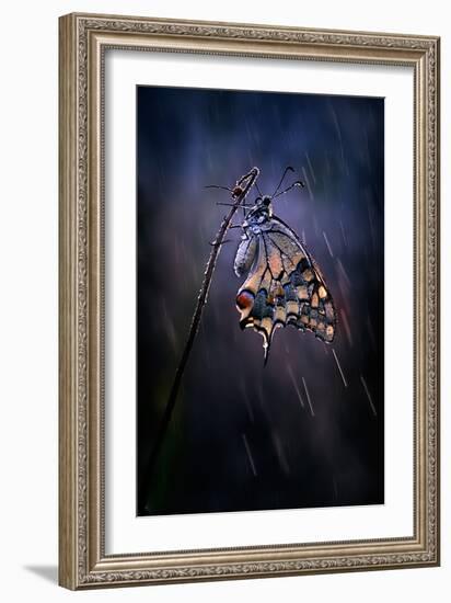 Under the Summer Rain-Antonio Grambone-Framed Photographic Print