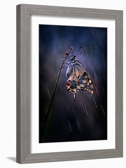 Under the Summer Rain-Antonio Grambone-Framed Photographic Print