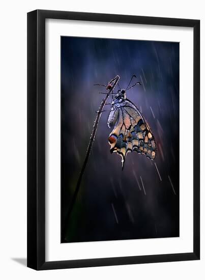Under the Summer Rain-Antonio Grambone-Framed Photographic Print