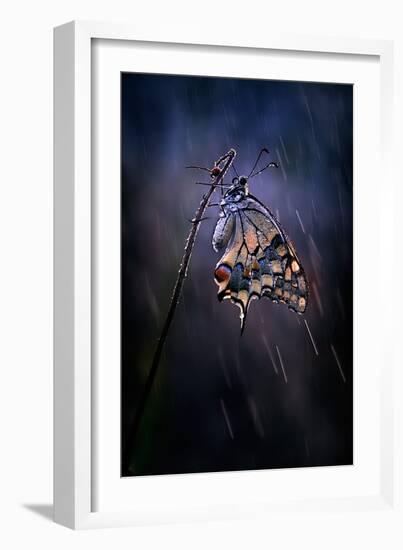 Under the Summer Rain-Antonio Grambone-Framed Photographic Print