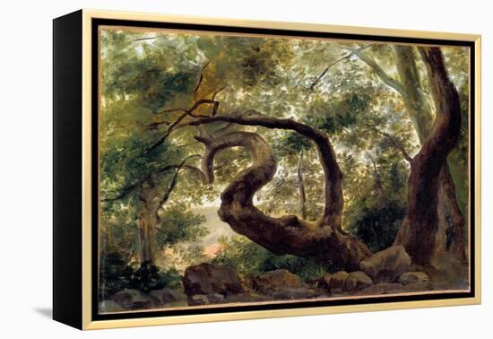 Under Wood, Trees with Twisting Branches Painting by Pierre H. De Valenciennes (1750-1850) 19Th Cen-Pierre Henri de Valenciennes-Framed Premier Image Canvas