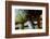 Underbelly-Dana Styber-Framed Photographic Print