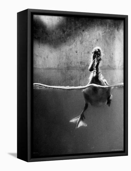 Underfed Duck Struggling in Detergent-Al Fenn-Framed Premier Image Canvas