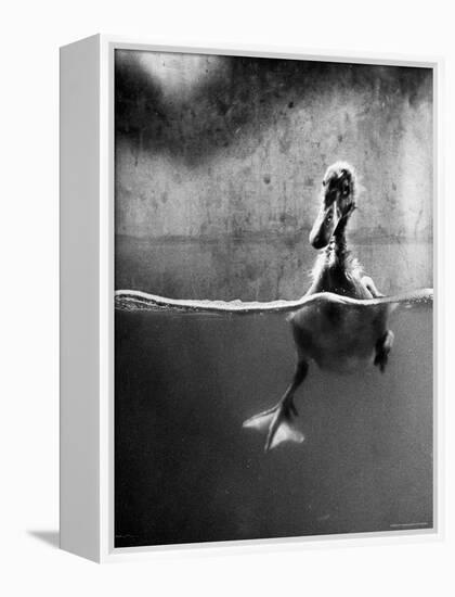 Underfed Duck Struggling in Detergent-Al Fenn-Framed Premier Image Canvas