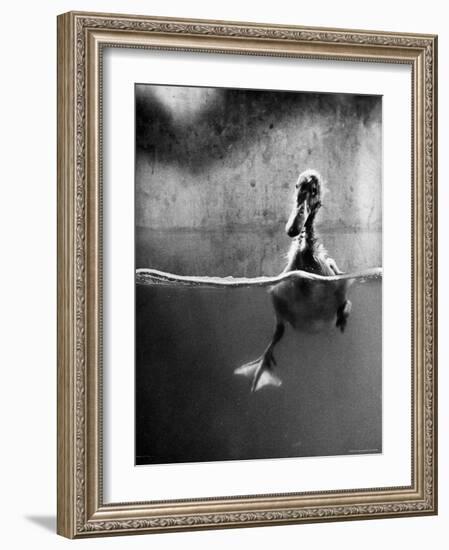 Underfed Duck Struggling in Detergent-Al Fenn-Framed Photographic Print