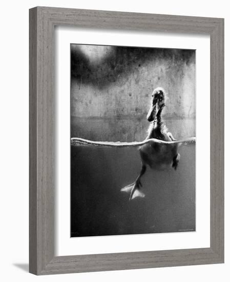 Underfed Duck Struggling in Detergent-Al Fenn-Framed Photographic Print