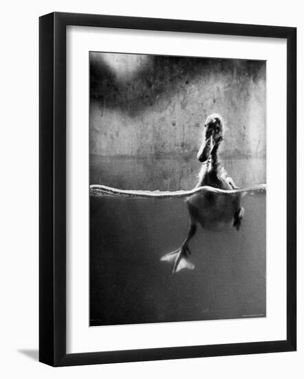 Underfed Duck Struggling in Detergent-Al Fenn-Framed Photographic Print