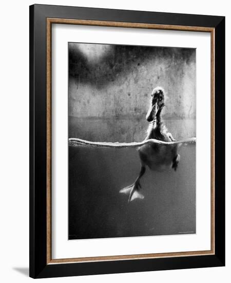 Underfed Duck Struggling in Detergent-Al Fenn-Framed Photographic Print