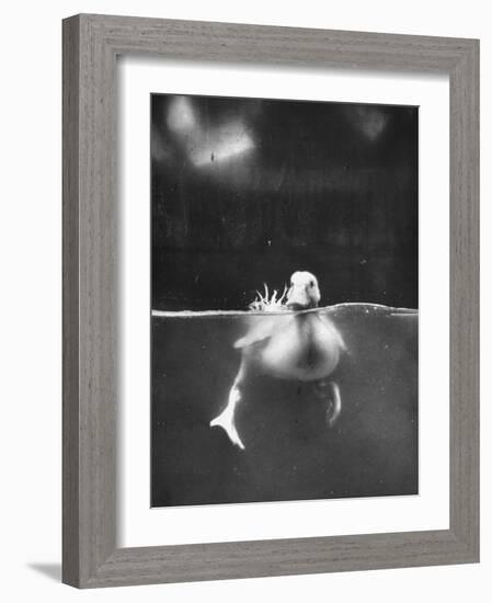 Underfed Duck Struggling in Detergent-null-Framed Photographic Print