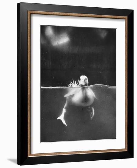 Underfed Duck Struggling in Detergent-null-Framed Photographic Print