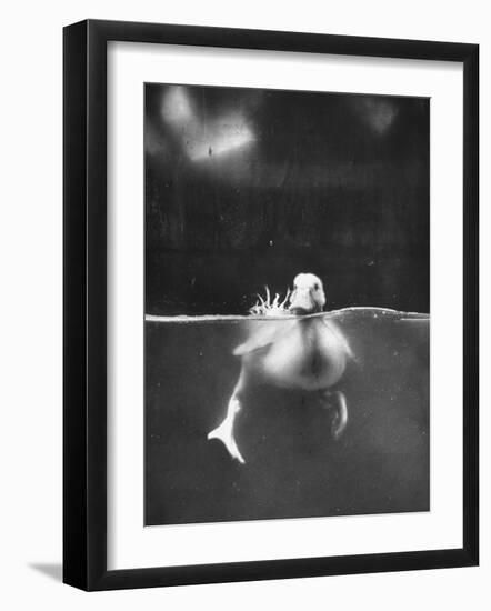 Underfed Duck Struggling in Detergent-null-Framed Photographic Print