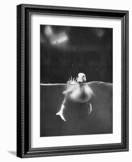 Underfed Duck Struggling in Detergent-null-Framed Photographic Print