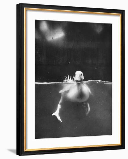 Underfed Duck Struggling in Detergent-null-Framed Photographic Print