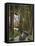 Undergrowth, 1910-Roger de La Fresnaye-Framed Premier Image Canvas