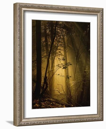 Undergrowth-Norbert Maier-Framed Photographic Print