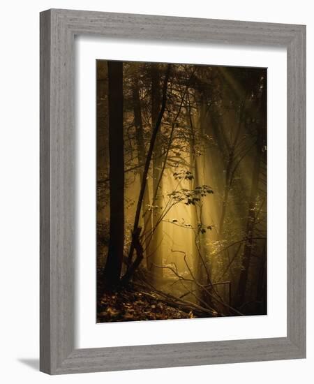 Undergrowth-Norbert Maier-Framed Photographic Print