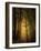 Undergrowth-Norbert Maier-Framed Photographic Print