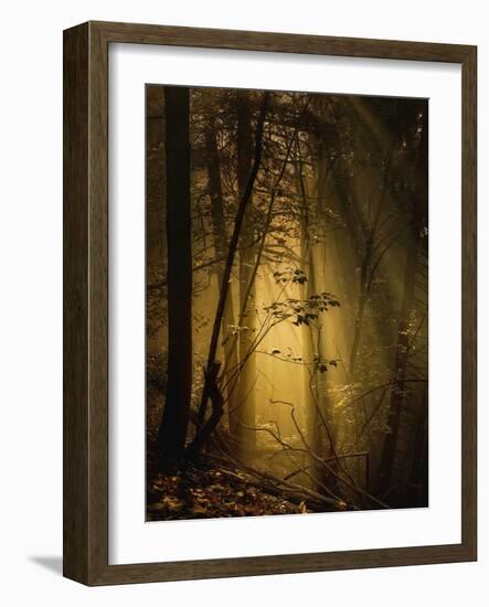 Undergrowth-Norbert Maier-Framed Photographic Print