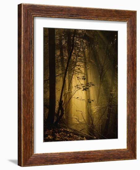 Undergrowth-Norbert Maier-Framed Photographic Print