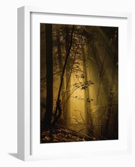 Undergrowth-Norbert Maier-Framed Photographic Print