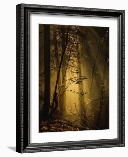 Undergrowth-Norbert Maier-Framed Photographic Print