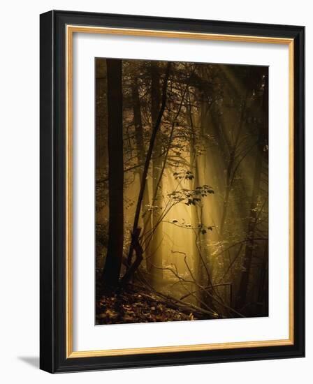 Undergrowth-Norbert Maier-Framed Photographic Print