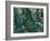 Undergrowth-Vincent van Gogh-Framed Giclee Print