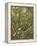 Undergrowth-Eliot Hodgkin-Framed Premier Image Canvas