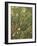 Undergrowth-Eliot Hodgkin-Framed Giclee Print