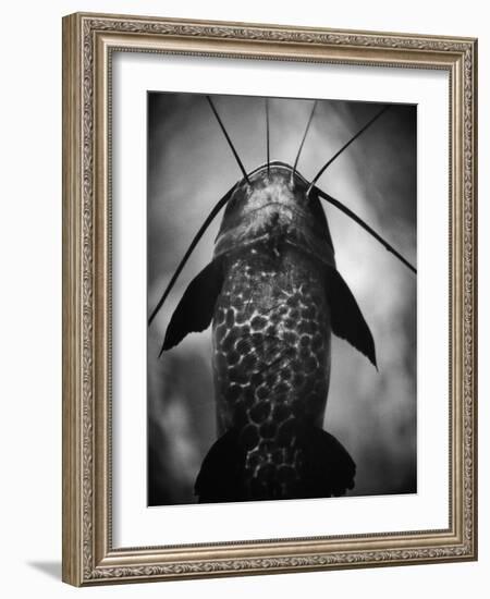 Underneath a Catfish-Henry Horenstein-Framed Photographic Print