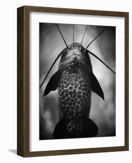 Underneath a Catfish-Henry Horenstein-Framed Photographic Print