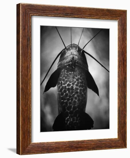 Underneath a Catfish-Henry Horenstein-Framed Photographic Print