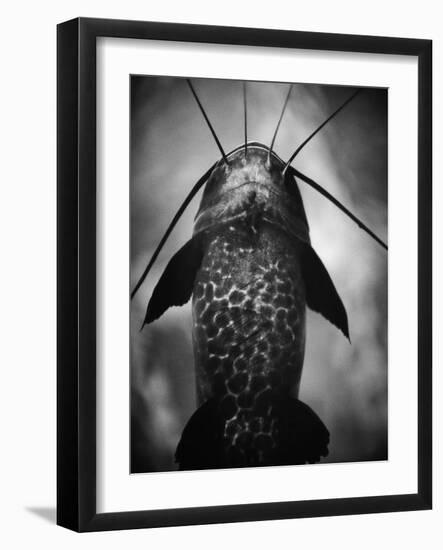 Underneath a Catfish-Henry Horenstein-Framed Photographic Print