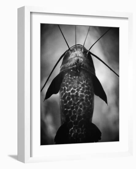 Underneath a Catfish-Henry Horenstein-Framed Photographic Print