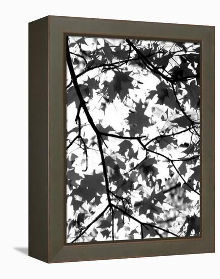 Underneath II-Jeff Pica-Framed Premier Image Canvas