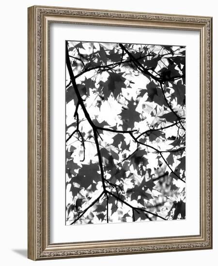 Underneath II-Jeff Pica-Framed Photographic Print