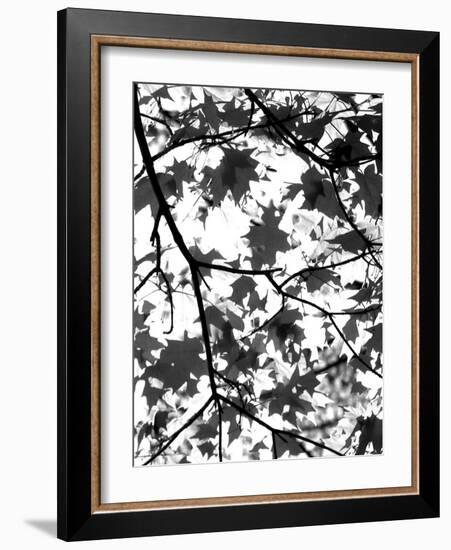 Underneath II-Jeff Pica-Framed Photographic Print