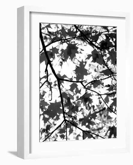 Underneath II-Jeff Pica-Framed Photographic Print