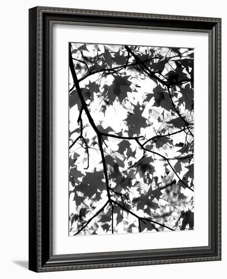 Underneath II-Jeff Pica-Framed Photographic Print