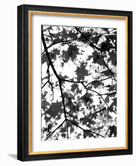 Underneath II-Jeff Pica-Framed Photographic Print