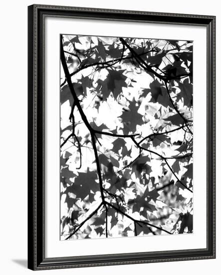 Underneath II-Jeff Pica-Framed Photographic Print