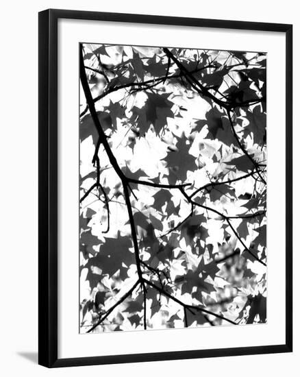 Underneath II-Jeff Pica-Framed Photographic Print