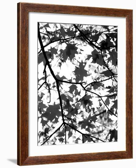 Underneath II-Jeff Pica-Framed Photographic Print